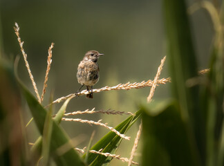 A small bird perched on a grassy stalk during a sunny afternoon in a tranquil natural setting