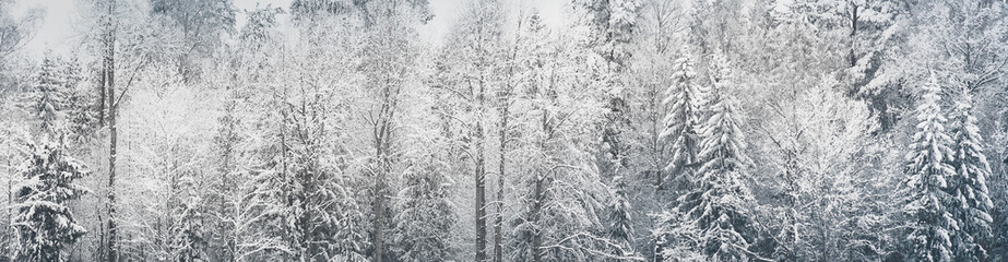 Beautiful winter forest landscape close-up, various deciduous trees and conifers covered with white snow. Natural background with trees.