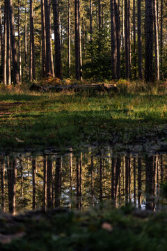 Autumn forest, reflection