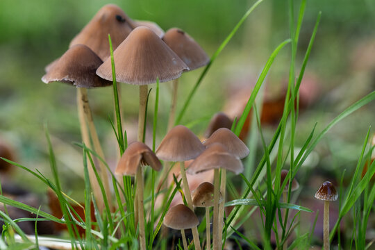 Psatherella conopilus - Conical brittlestem mushrooms, inedible mushrooms, a group of small brown mushrooms growing in wood