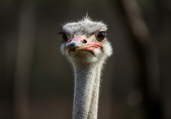 Close-up view of an ostrich in a natural habitat showcasing its distinctive features during a sunny afternoon