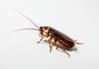 A close-up view of a cockroach on a white surface showcasing its details and features in natural light
