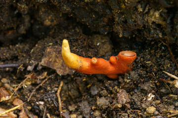 猛毒を持つカエンダケ