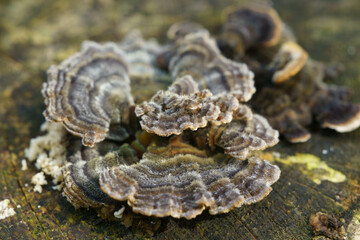 森の切り株に生息するキノコ