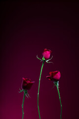 赤背景で撮影した薔薇 バラ