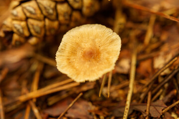 野原に生えたキノコ