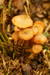 森の中に生えるキノコ