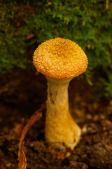 森の中に生えるキノコ