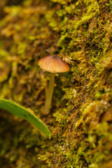 野原に生えたキノコ