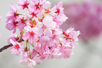 Close-up of cherry blossoms in full bloom, spring scenery with cherry blossoms