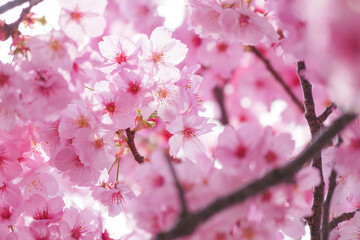 Close-up of cherry blossoms in full bloom, spring scenery with cherry blossoms