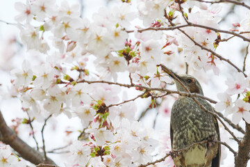 Cherry blossoms and Bulbul, spring scenery