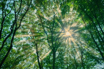 Forest sunlight