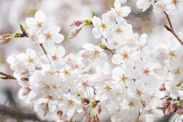 Obraz premium Close-up of cherry blossoms in full bloom, spring scenery with cherry blossoms