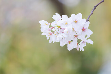 Close-up of cherry blossoms in full bloom, spring scenery with cherry blossoms