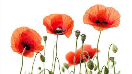 Obraz premium Red poppies on a white background. -