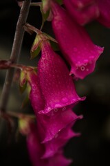 pink flowers with drops of water