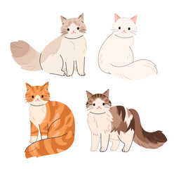 Long-haired cats. Siberian cat, Ragdoll, Turkish Angora, Norwegian Forest cat.