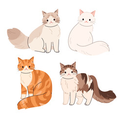 Fototapeta premium Long-haired cats. Siberian cat, Ragdoll, Turkish Angora, Norwegian Forest cat.