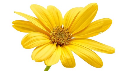 lovely isolated yellow daisy flower