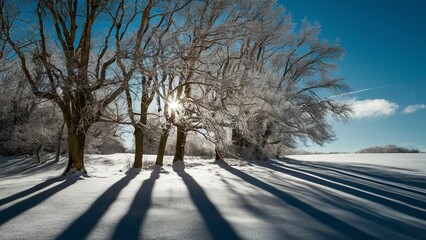 Obraz premium Frosted Trees and Shadows on Snowy Winter Field