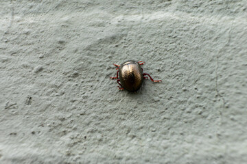 Golden scarab beetle on a textured grey wall, highlighting its metallic sheen and intricate details. The contrast of colors and textures creates a striking, minimalist composition.