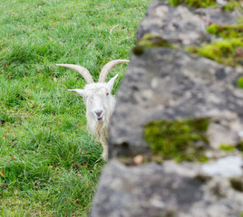 mountain goat on a meadow watching