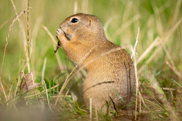 European ground squirrel eating in the meadow.