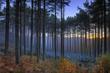Obraz premium A serene forest scene at dawn, showcasing tall trees and mist, with hints of autumn colors.