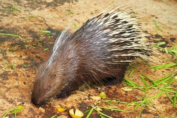 Closeup of an Old World Porcupine Having Food