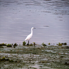 White egret bird on the mud flats 