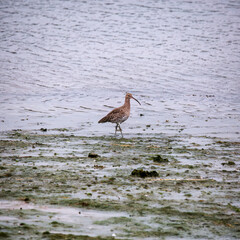 curlew bird on the mud flats 