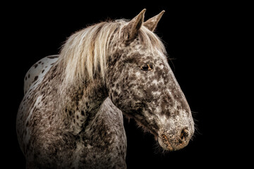 A noriker colblood horse gelding with leopard coat color on black background