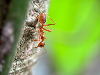 Close up of weaver ant (Oecophylla smaragdina), macro shot of ants walking in trees