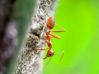 Close up of weaver ant (Oecophylla smaragdina), macro shot of ants walking in trees