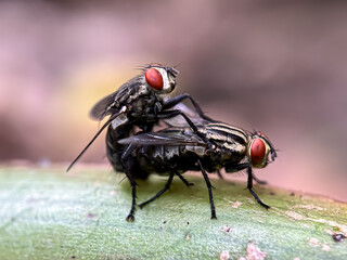 Close up of mating fly, macro shot of mating flesh fly