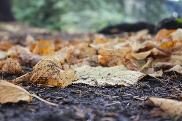 dry leaves on the ground
