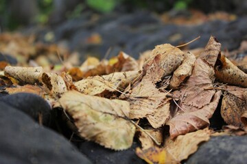 autumn leaves on the ground