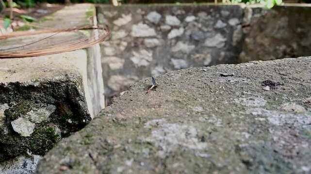 Ant carrying chicken feather in 4k Quality