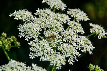 bee on flower