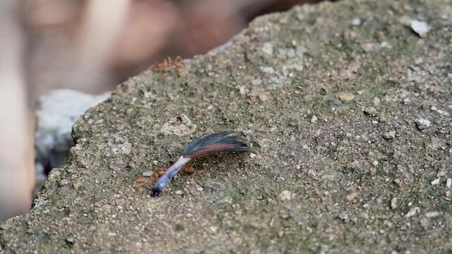 Ant carrying chicken feather in 4k Quality