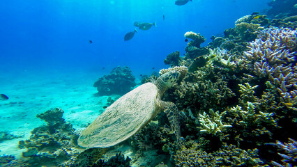 A sea turtle called careta swimming on the bottom of the red sea. A sea turtle filmed while diving in the Red Sea