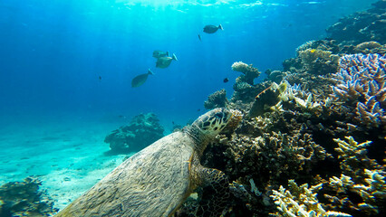 A sea turtle called careta swimming on the bottom of the red sea. A sea turtle filmed while diving in the Red Sea