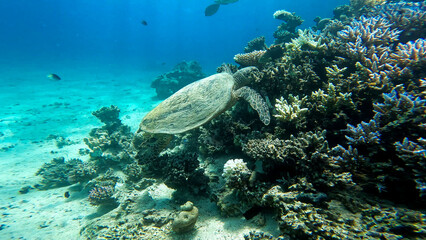 Fototapeta premium A sea turtle called careta swimming on the bottom of the red sea. A sea turtle filmed while diving in the Red Sea