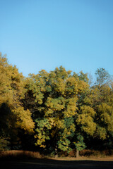 Naklejka premium Autumn forest landscape. Yellowed leaves on trees in a national park. Orange and green shades of deep autumn. Calm and windless sunny weather.