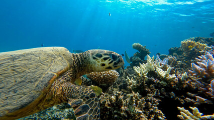 Fototapeta premium A sea turtle called careta swimming on the bottom of the red sea. A sea turtle filmed while diving in the Red Sea