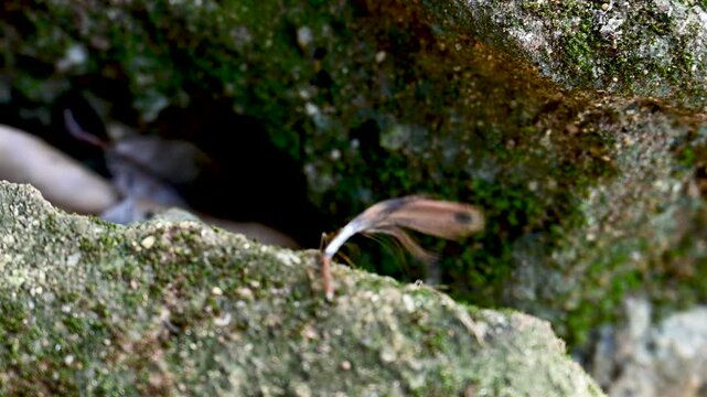Ant carrying chicken feather in 4k Quality
