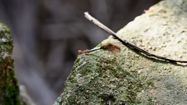 Ant carrying chicken feather in 4k Quality