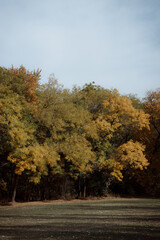 Fototapeta premium Autumn forest landscape. Yellowed leaves on trees in a national park. Orange and green shades of deep autumn. Calm and windless sunny weather.