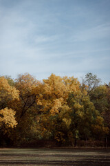 Fototapeta premium Autumn forest landscape. Yellowed leaves on trees in a national park. Orange and green shades of deep autumn. Calm and windless sunny weather.